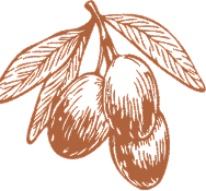 A brown line drawing of three olives hanging from a branch with three leaves.